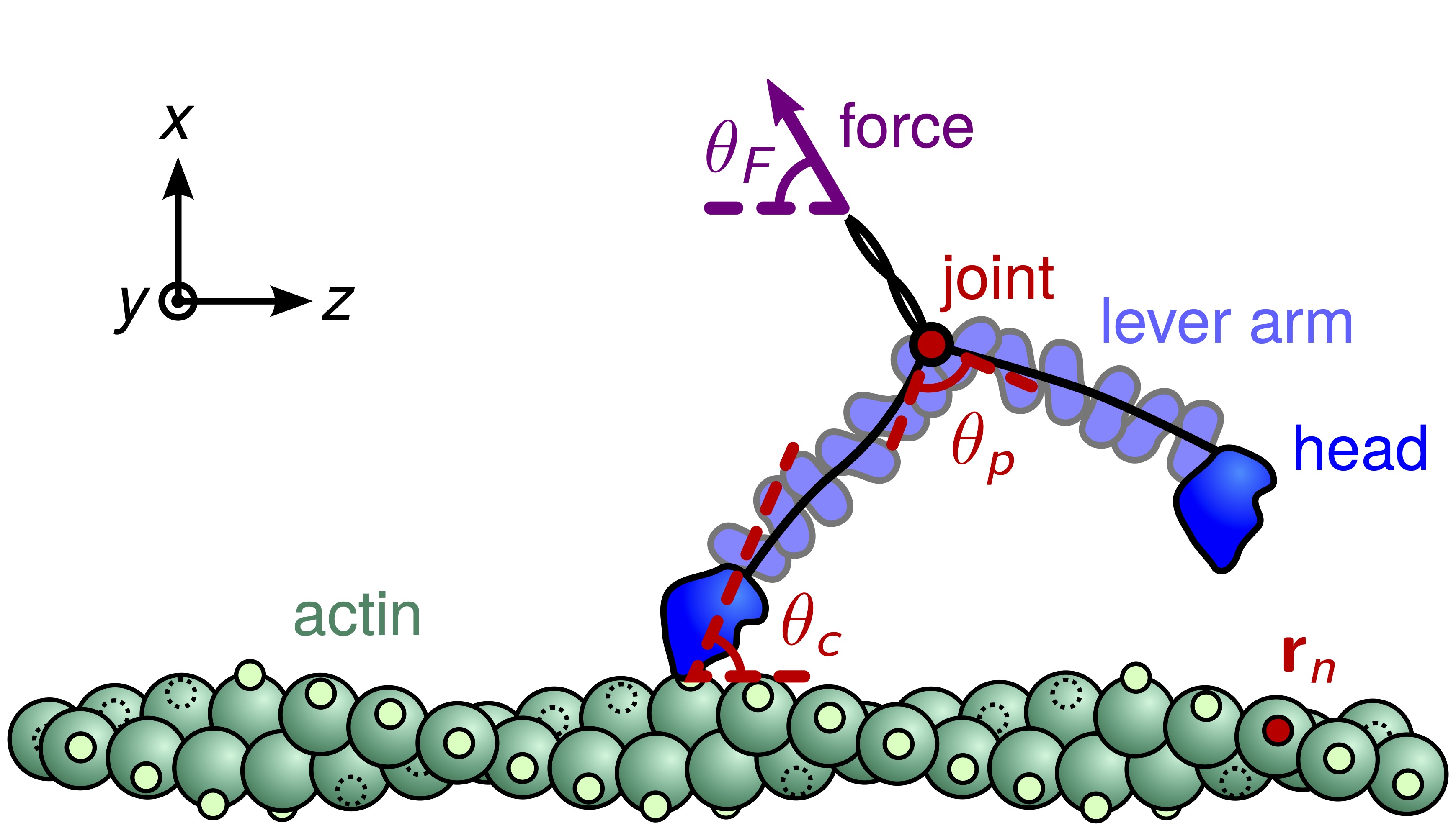 MolecularMotors